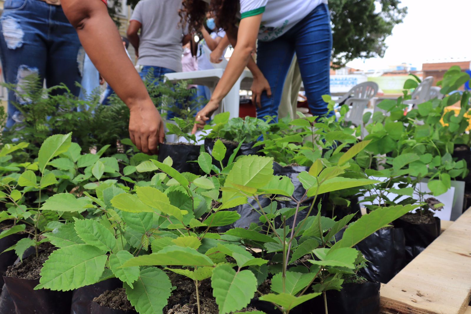 Mil mudas de espécies nativas são distribuídas pela Prefeitura de juazeiro durante Projeto ‘Jua Arborizado’