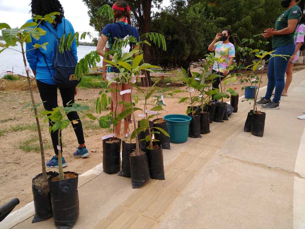 Prefeitura de Juazeiro lança projeto ‘Juaarborizado’ e promoverá doação e plantio de mudas