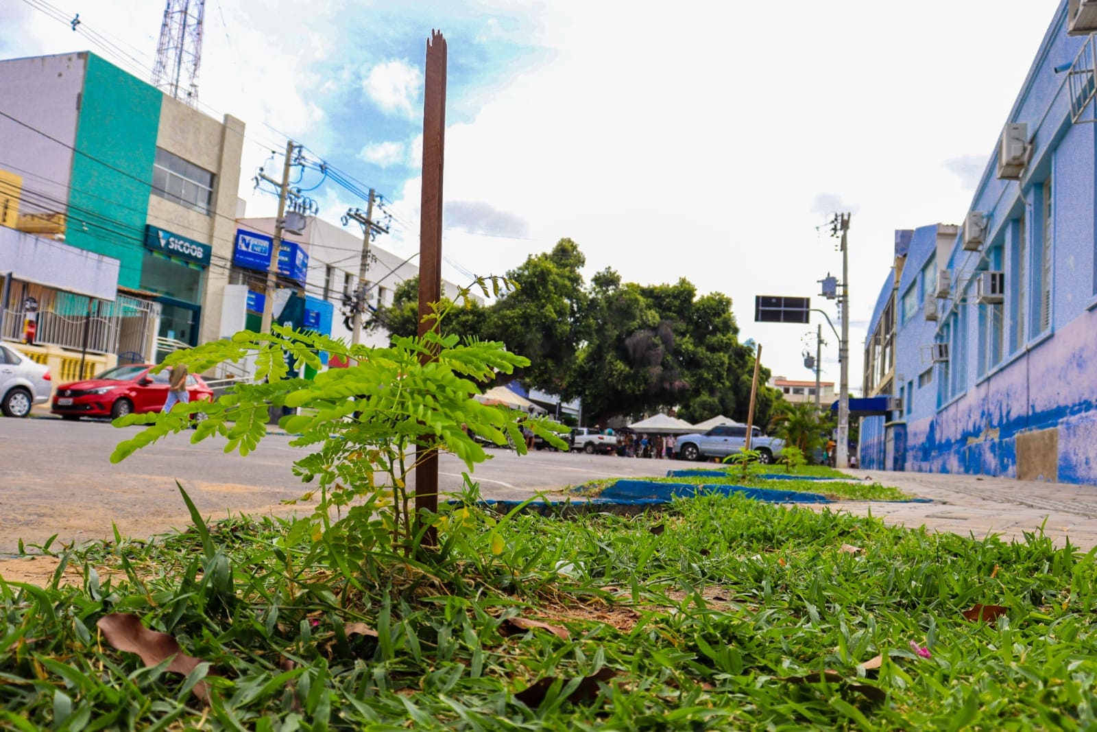 Prefeitura de Juazeiro alerta a população para preservar as mudas de árvores nativas plantadas na cidade