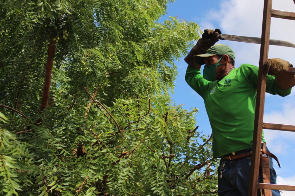 Como forma de prevenção, Prefeitura de Juazeiro intensifica poda de árvores em toda a cidade