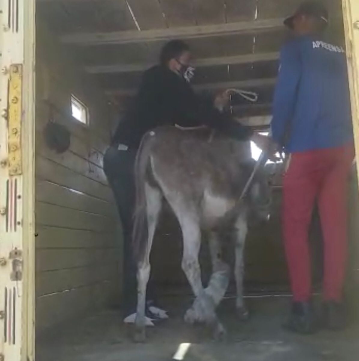 Equipe da Prefeitura de Juazeiro recolhe animal com sinais de maus-tratos no bairro Piranga e faz alerta à população