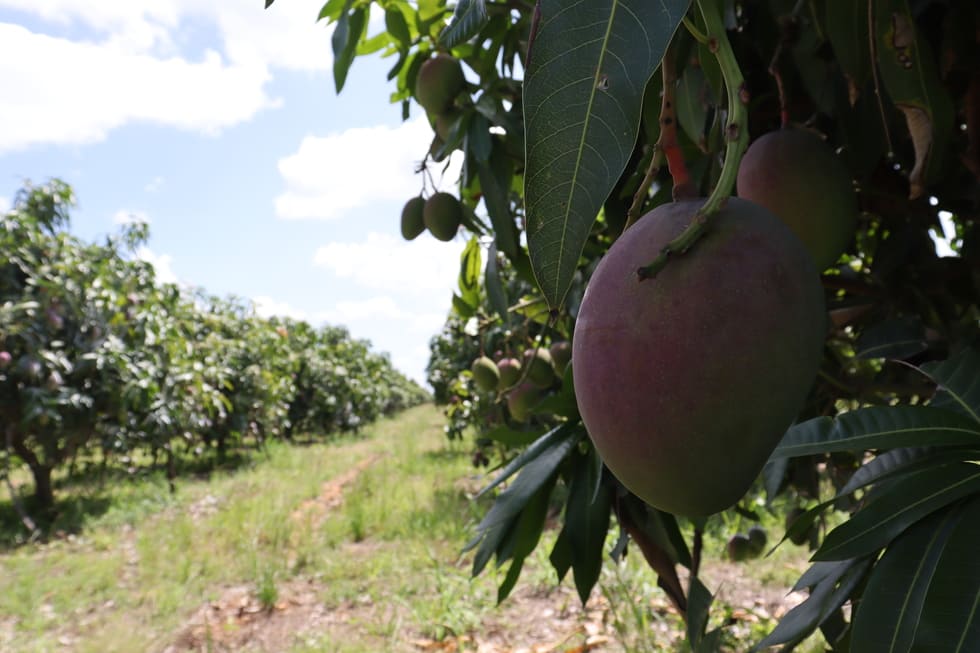 Confira a cotação dos hortifrutigranjeiros comercializados no Mercado do Produtor de Juazeiro nesta segunda-feira