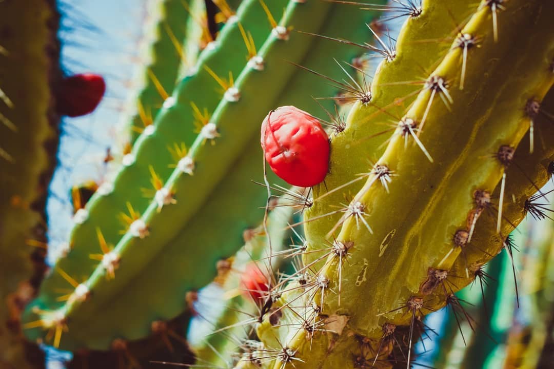 Prefeitura de Juazeiro realizará 1ª Semana da Caatinga entre os dias 25 e 29 de abril
