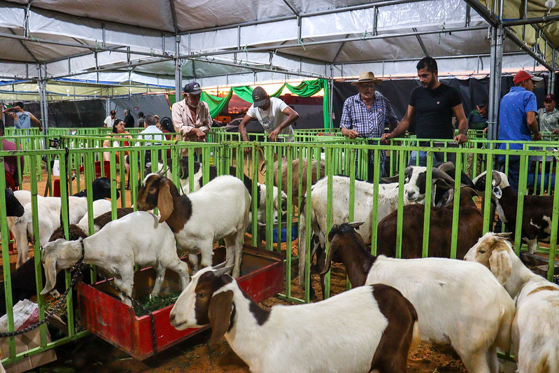 Com programação diversificada, 13ª edição da Feira do Bode de Massaroca movimenta final de semana no distrito