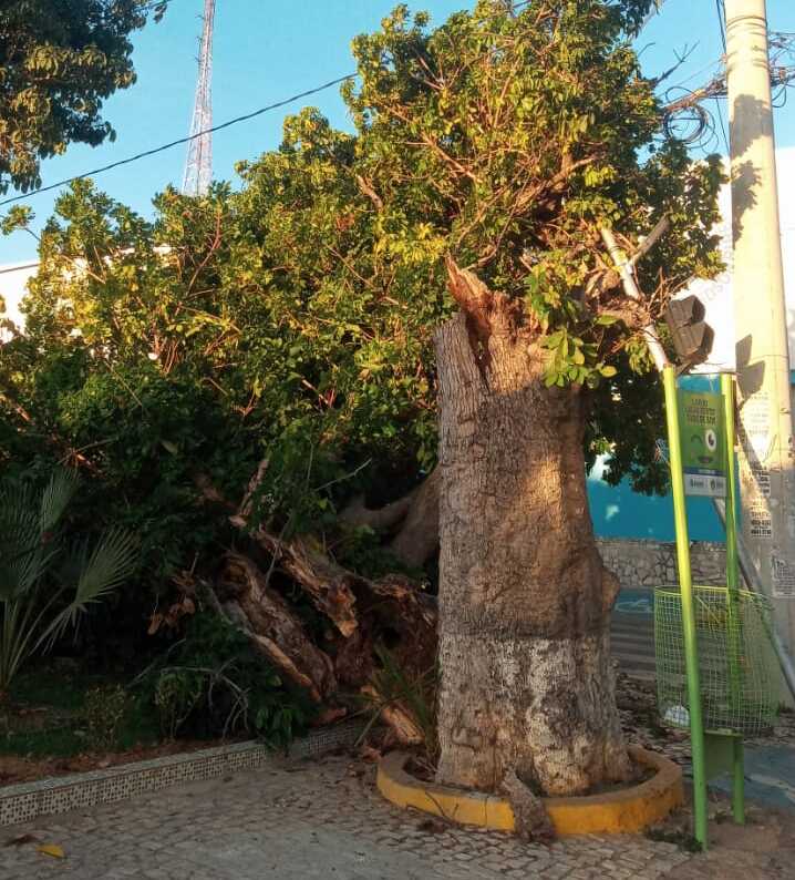 Prefeitura de Juazeiro remove árvore que caiu no centro da cidade e repudia notícia falsa sobre conduta de profissionais que trabalharam no local
