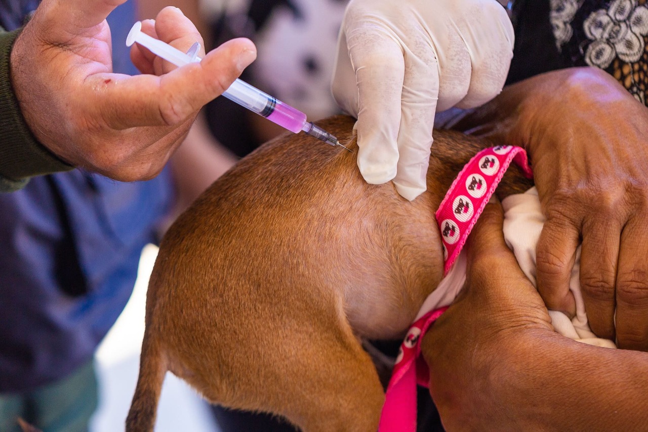 Vacinação antirrábica segue com imunização itinerante e divulga programação desta semana para sede e interior de Juazeiro