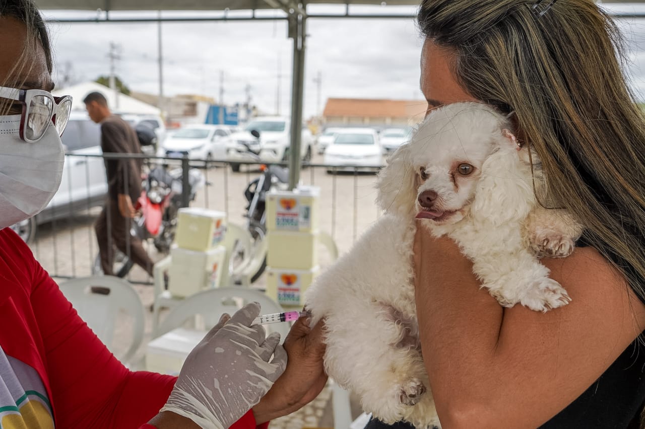 Prefeitura de Juazeiro inicia campanha de vacinação antirrábica na segunda-feira