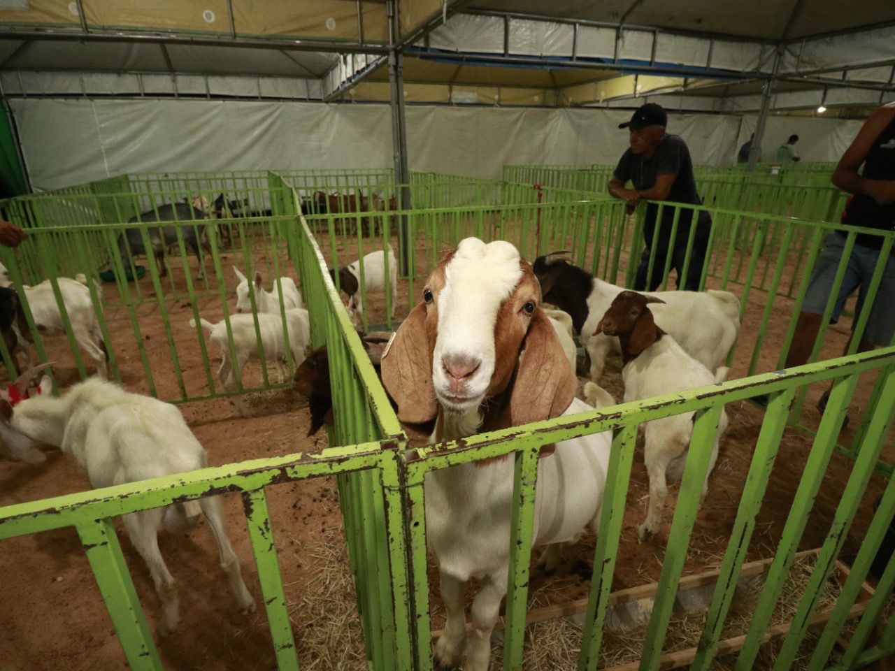 Balanço anual demonstra sucesso na realização da Feira do Bode nos distritos de Juazeiro