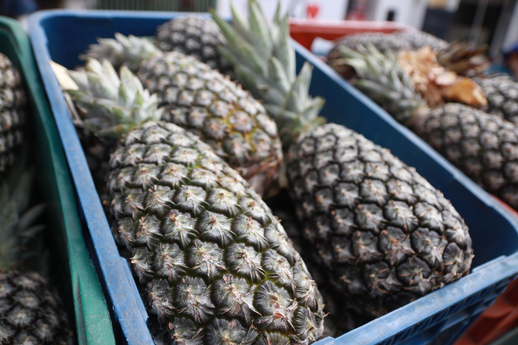 Confira a cotação dos hortifrutigranjeiros comercializados no Mercado do Produtor de Juazeiro desta quinta-feira
