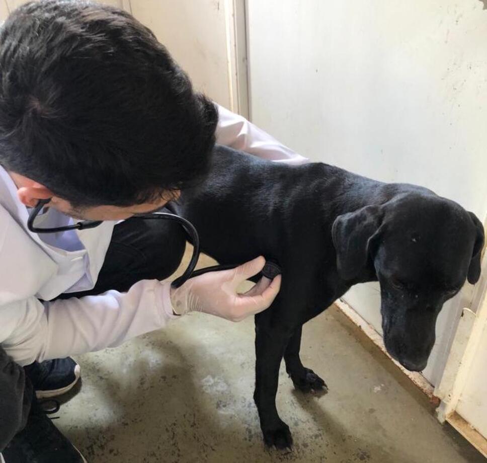 Dezembro Verde: Feirinha de adoção de cães e gatos em Juazeiro estimula adoção responsável e conscientiza sobre abandono de animais