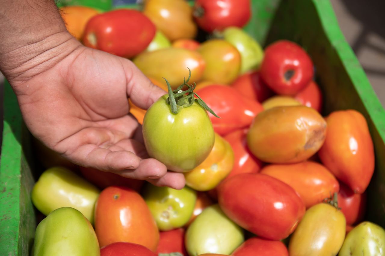 Confira a cotação dos hortifrutigranjeiros no Mercado do Produtor de Juazeiro nesta terça-feira (22)