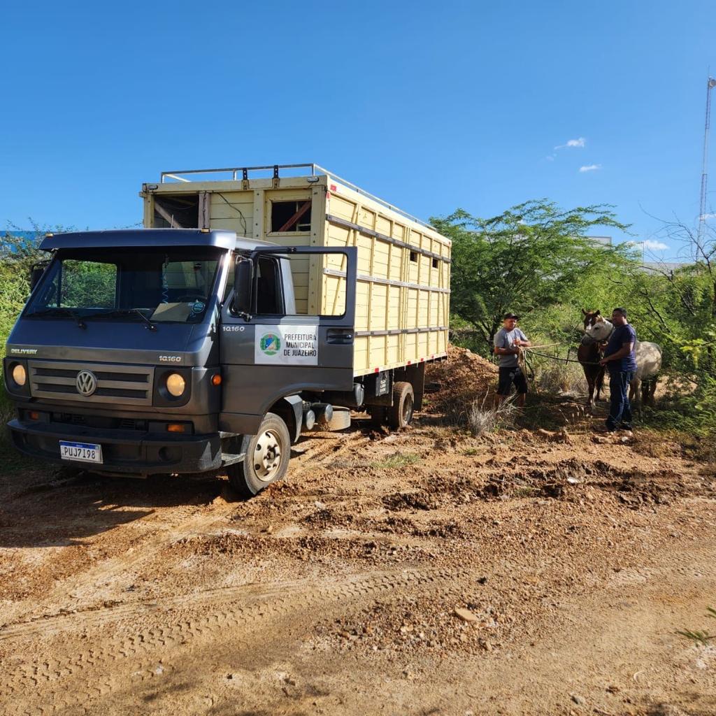 Prefeitura de Juazeiro realiza mais uma apreensão de animais de médio e grande porte