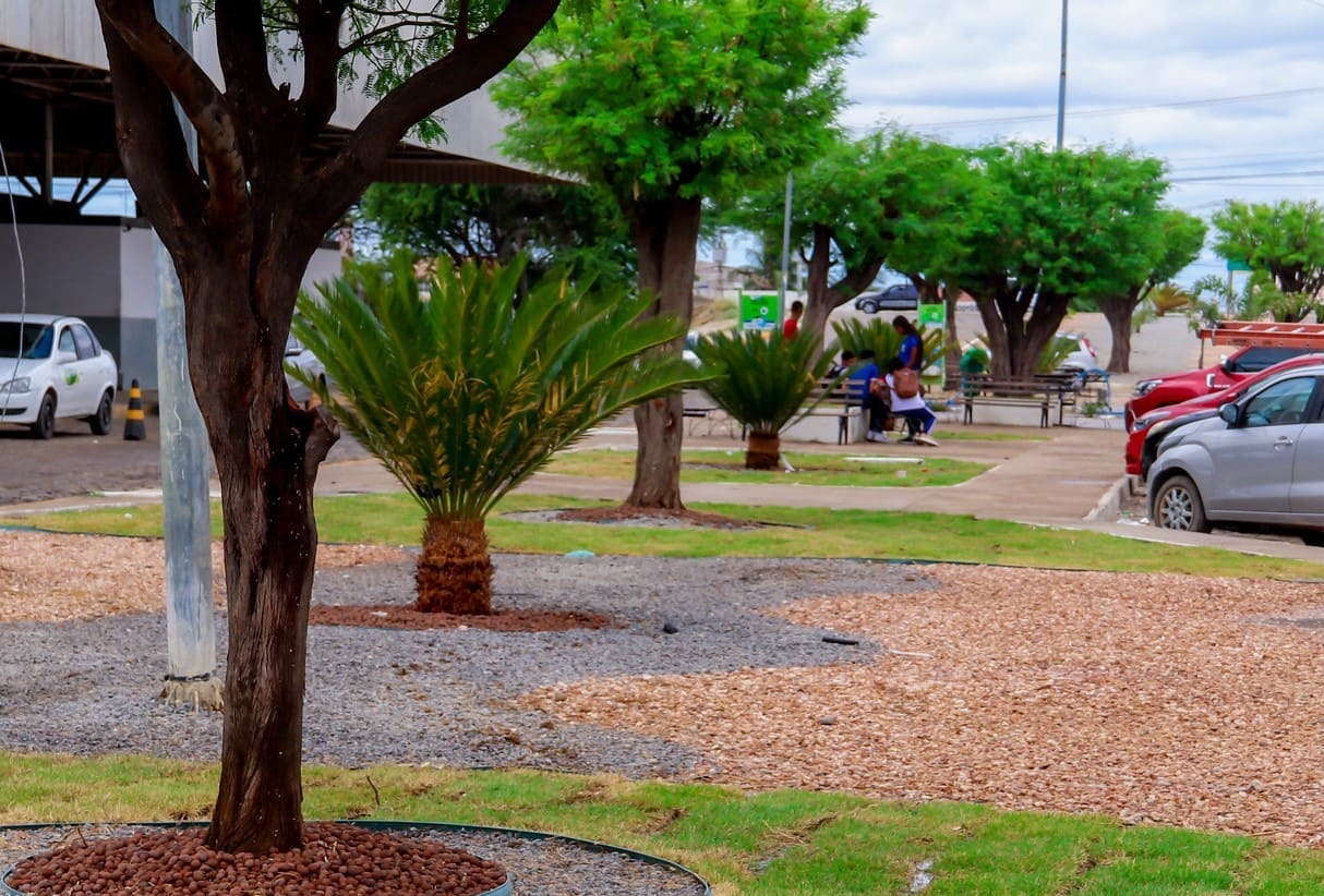 Canteiro central da Rodoviária de Juazeiro ganha cor e vida com paisagismo e jardinagem e população aprova resultado: “saiu do descaso para o cuidado”