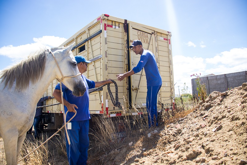 Fiscalização e apreensão de animais de grande porte soltos em vias urbanas são intensificadas pela Prefeitura de Juazeiro