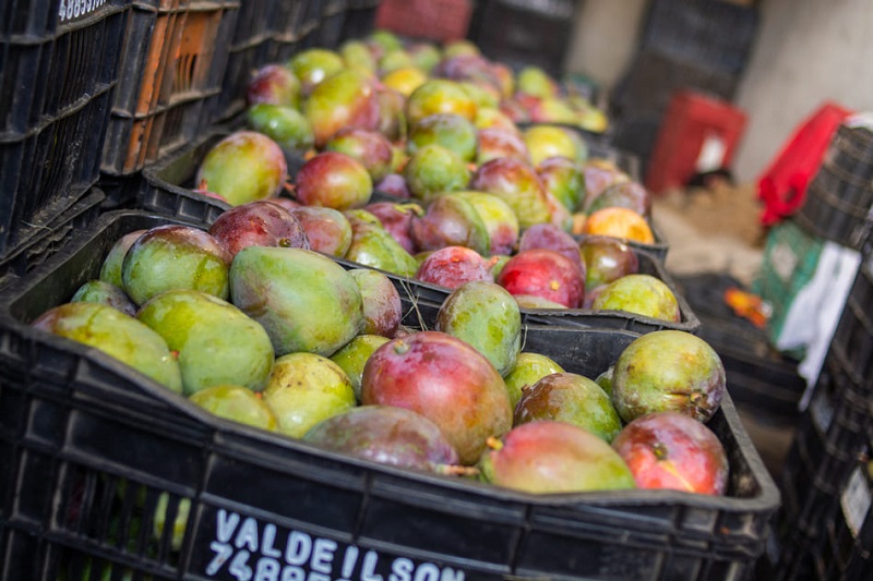 Confira a cotação dos hortifrutigranjeiros comercializados no Mercado do Produtor de Juazeiro nesta terça-feira