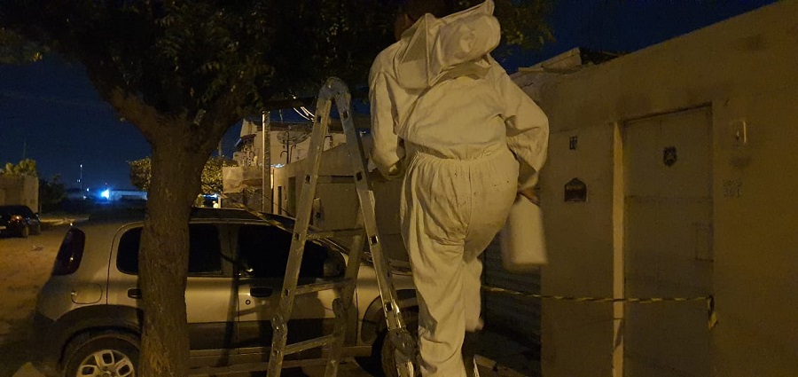 Prefeitura de Juazeiro intensifica captura de enxames de abelhas no município