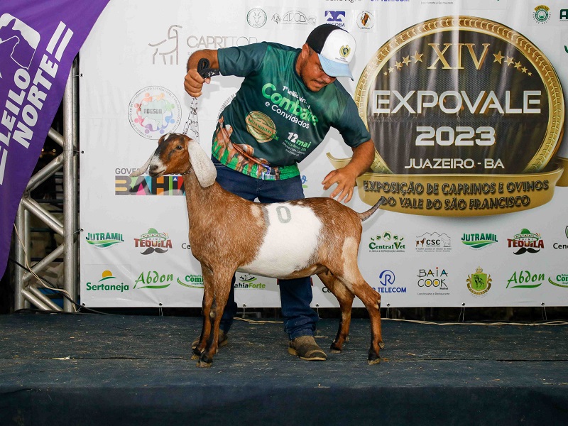 Leilão de animais foi o ponto alto na terceira noite da XIV Expovale