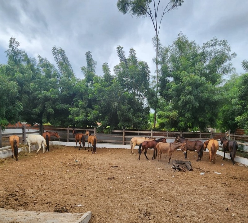Prefeitura de Juazeiro intensifica apreensão de animais soltos em vias públicas