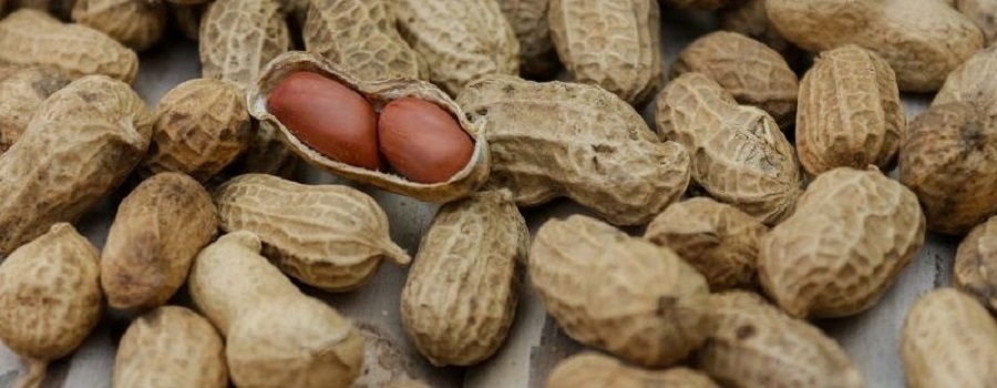 Confira a cotação dos hortifrutigranjeiros comercializados no Mercado do Produtor de Juazeiro nesta quarta-feira