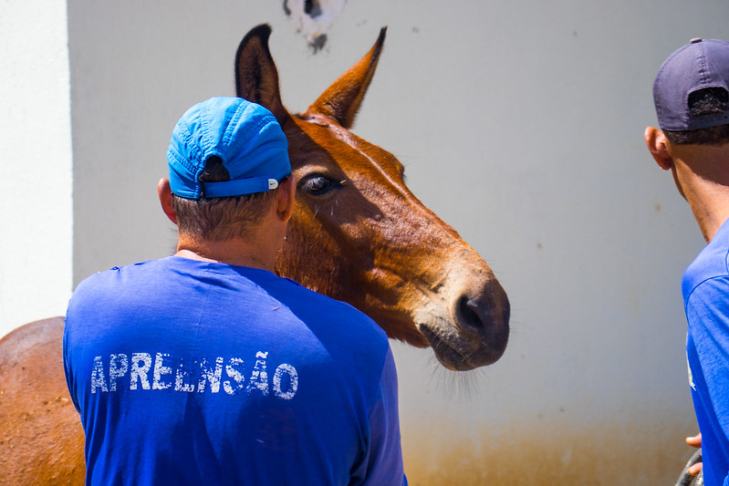 Prefeitura intensifica fiscalização de animais soltos nos distritos de Juazeiro