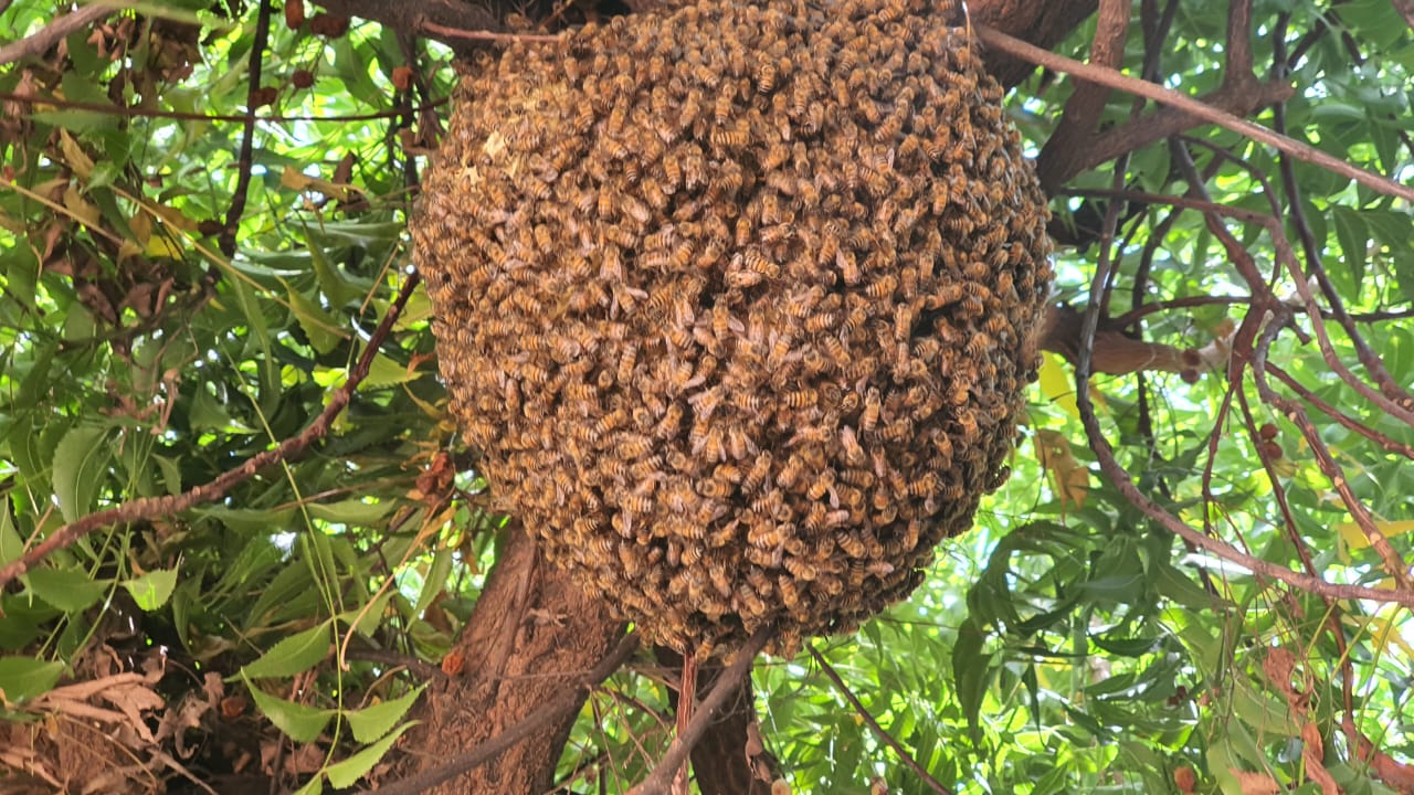 Prefeitura de Juazeiro realiza novas capturas de abelhas e alerta sobre cuidados com os insetos
