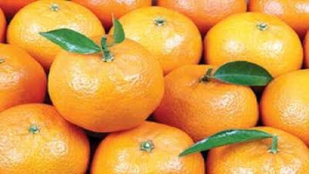 Confira a cotação dos hortifrutigranjeiros comercializados no Mercado do Produtor de Juazeiro nesta segunda-feira