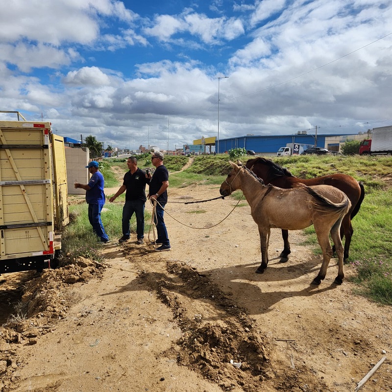 Prefeitura alerta sobre os perigos causados por animais soltos nas ruas e rodovias em Juazeiro