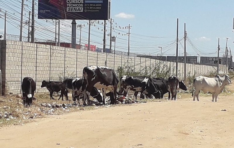 Prefeitura de Juazeiro intensifica fiscalização de animais de grande porte em áreas públicas com criação da Operação Gado Zero