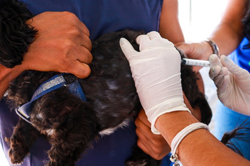 Vacinação Antirrábica: Prefeitura de Juazeiro divulga cronograma da campanha para o período de 14 a 18 de agosto