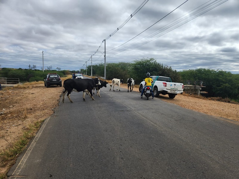 Operação Gado Zero: Prefeitura segue apreendendo animais de grande porte em Juazeiro