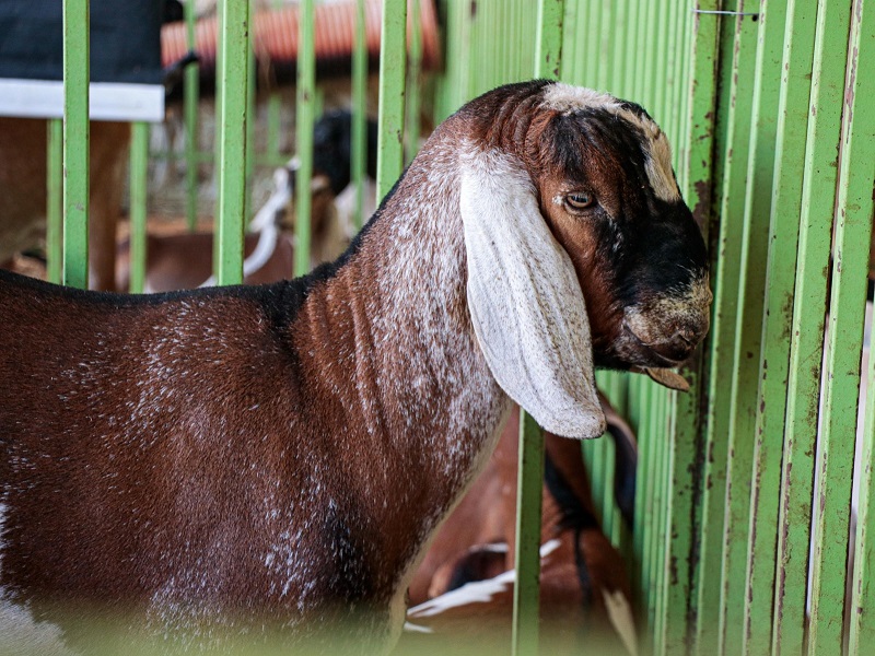 Qualidade dos animais expostos é o grande destaque da Feira do Bode de Massaroca