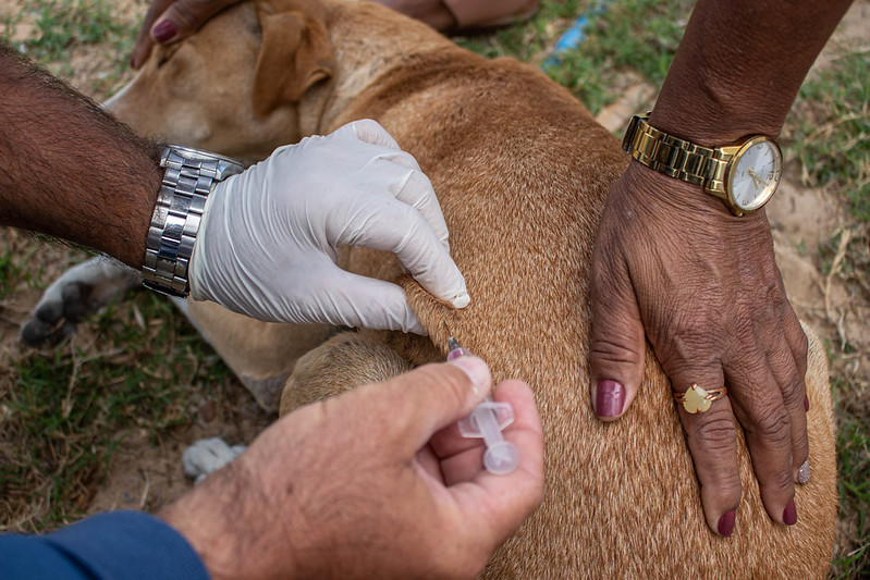 Vacinação Antirrábica: Confira o cronograma da Prefeitura de Juazeiro para o período de 04 a 06 de setembro