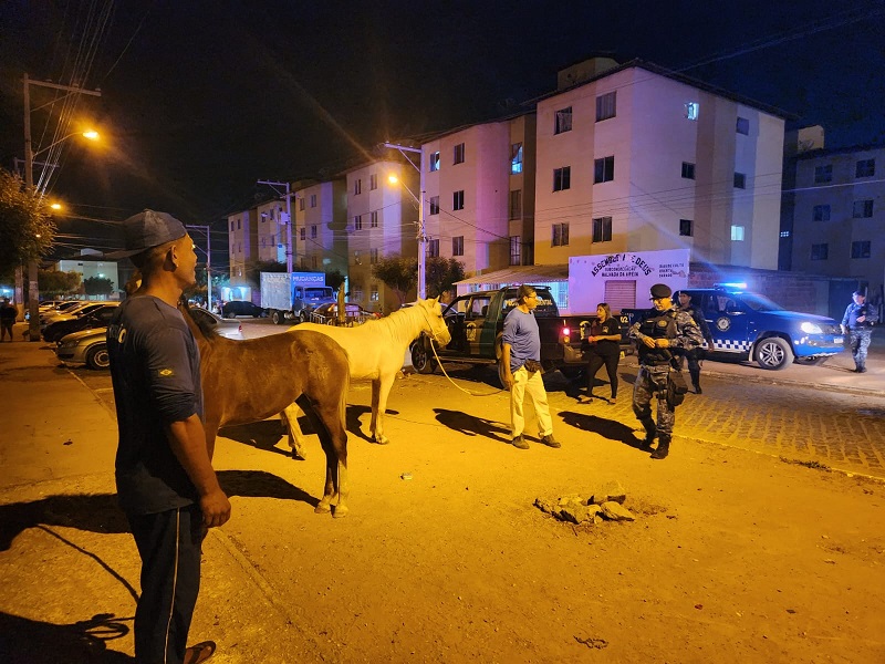 Prefeitura de Juazeiro intensifica fiscalização de animais soltos nas ruas com operação noturna