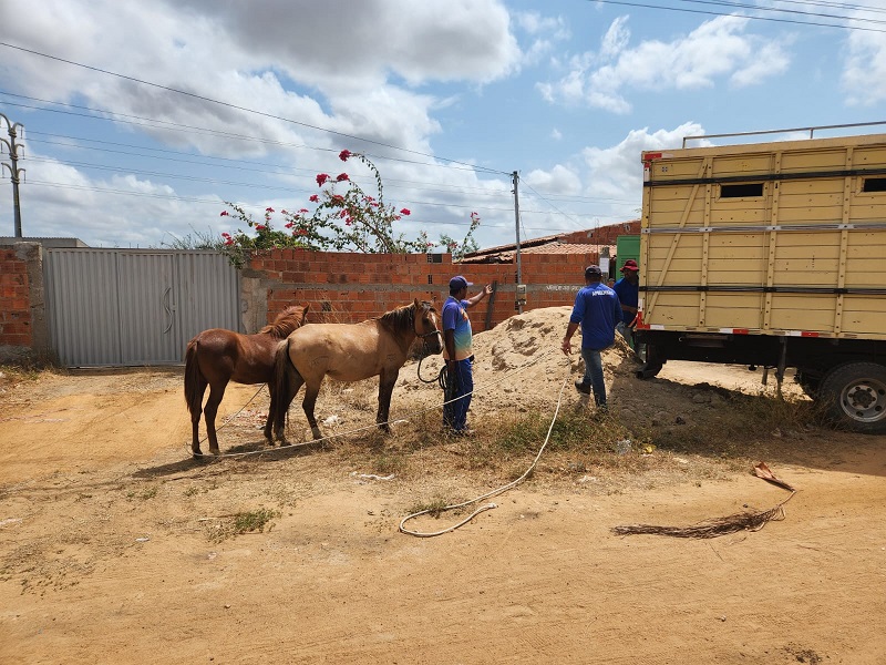 Prefeitura intensifica fiscalização e orienta população a evitar animais soltos nas ruas de Juazeiro
