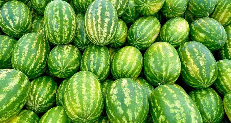 Confira a cotação dos hortifrutigranjeiros no Mercado do Produtor de Juazeiro nesta segunda-feira (17)