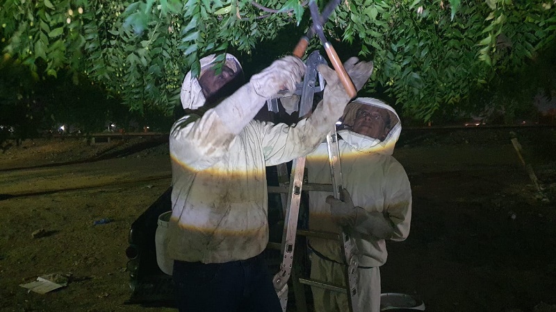 Prefeitura de Juazeiro intensifica ações de captura de abelhas, inclusive em horários noturnos para garantir segurança da população