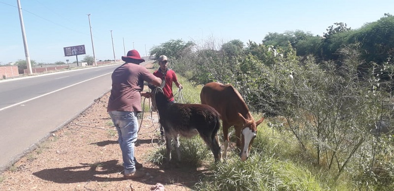 Prefeitura de Juazeiro apreende mais de 30 animais de grande porte durante mês de fevereiro