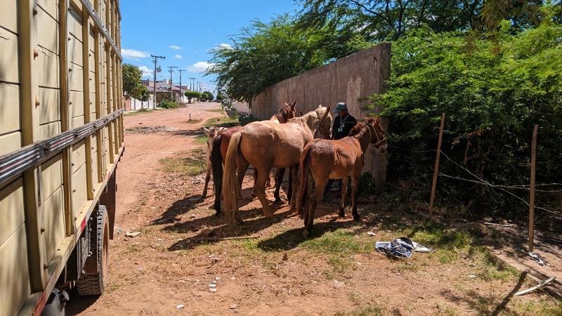 Prefeitura de Juazeiro intensifica fiscalização para evitar animais de grande porte soltos em vias públicas