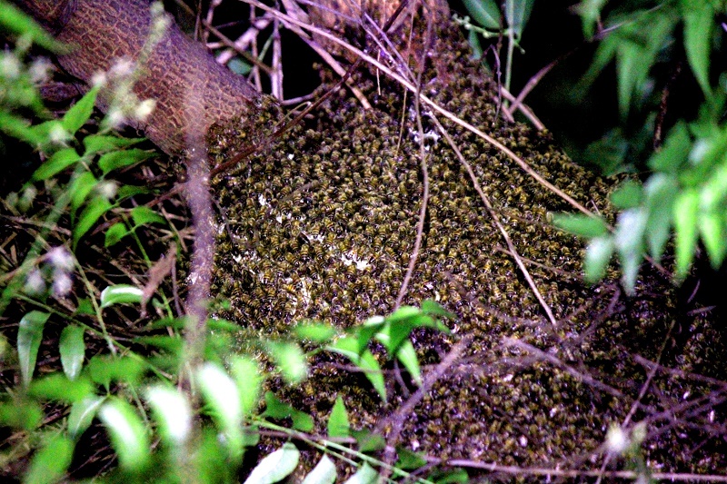 Prefeitura de Juazeiro intensifica ações de retirada de enxames de abelhas em maio