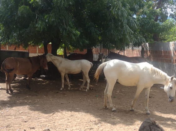 Prefeitura de Juazeiro intensifica fiscalização e recolhimento de animais de médio e grande porte