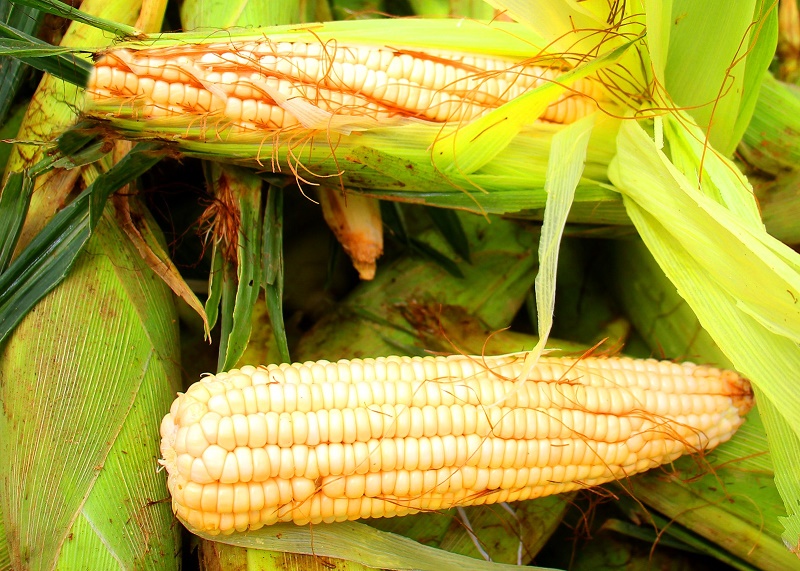 Confira a cotação dos hortifrutigranjeiros no Mercado do Produtor de Juazeiro quarta-feira (19)