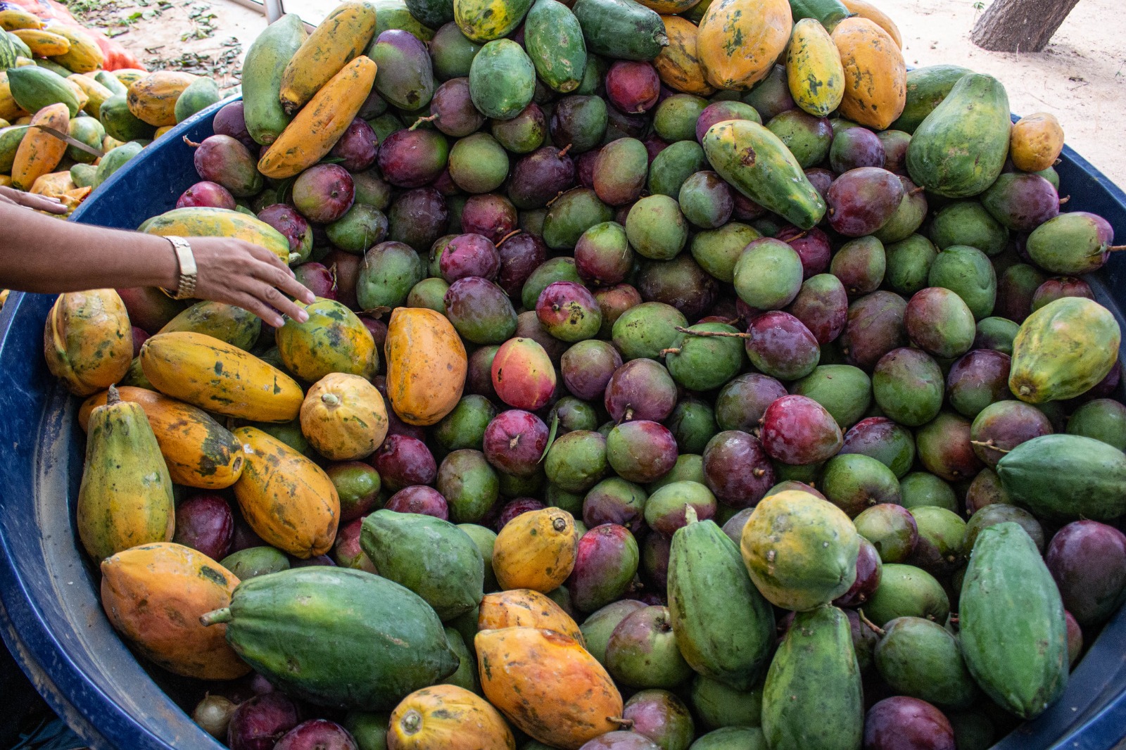 Prefeitura de Juazeiro amplia Programa de Aquisição de Alimentos, fortalecendo a segurança alimentar e o apoio aos pequenos produtores