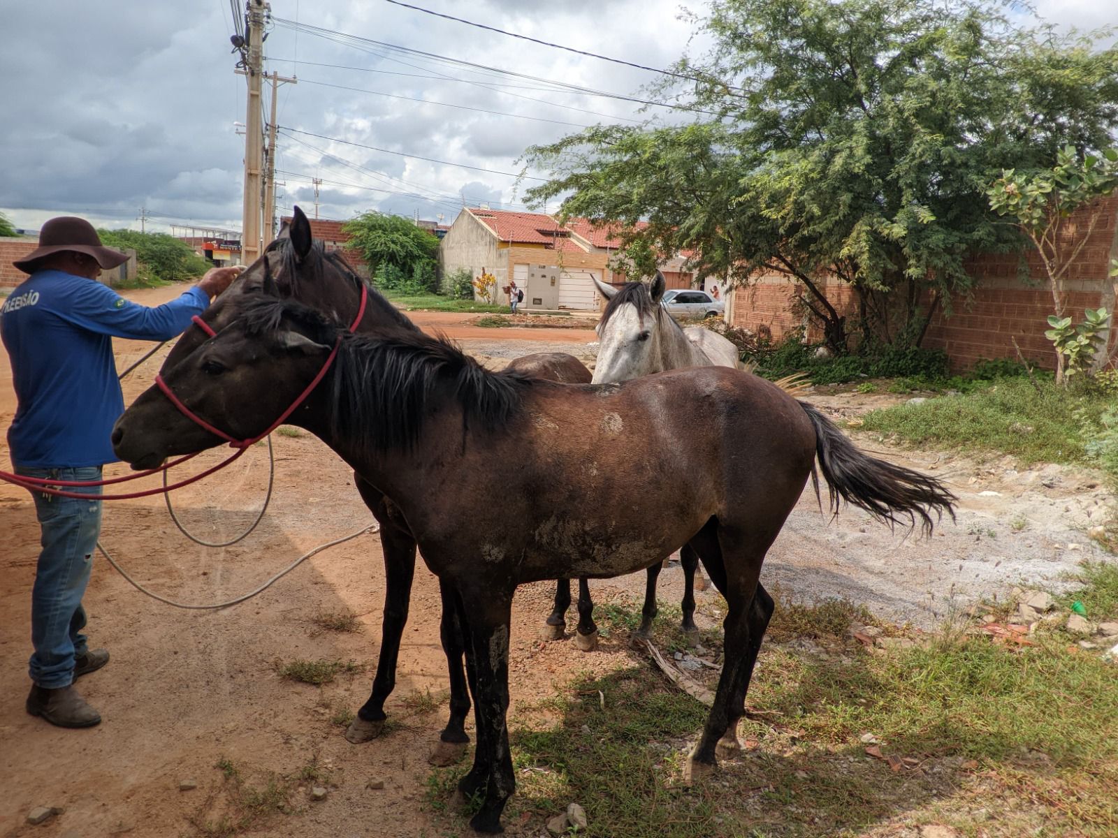 Animais de grande porte são resgatados nas ruas de Juazeiro