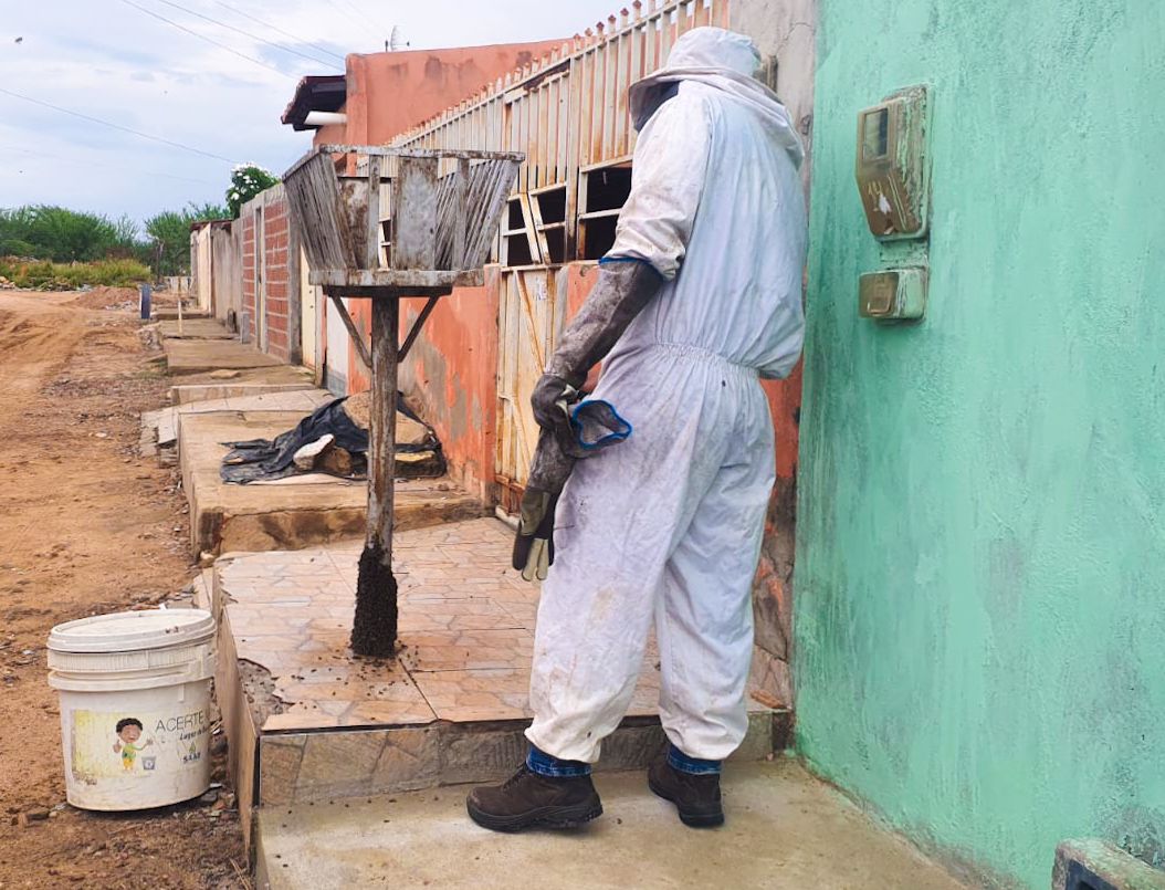 O que fazer ao encontrar um enxame de abelhas? Secretaria de Meio Ambiente orienta cuidados para evitar ataques