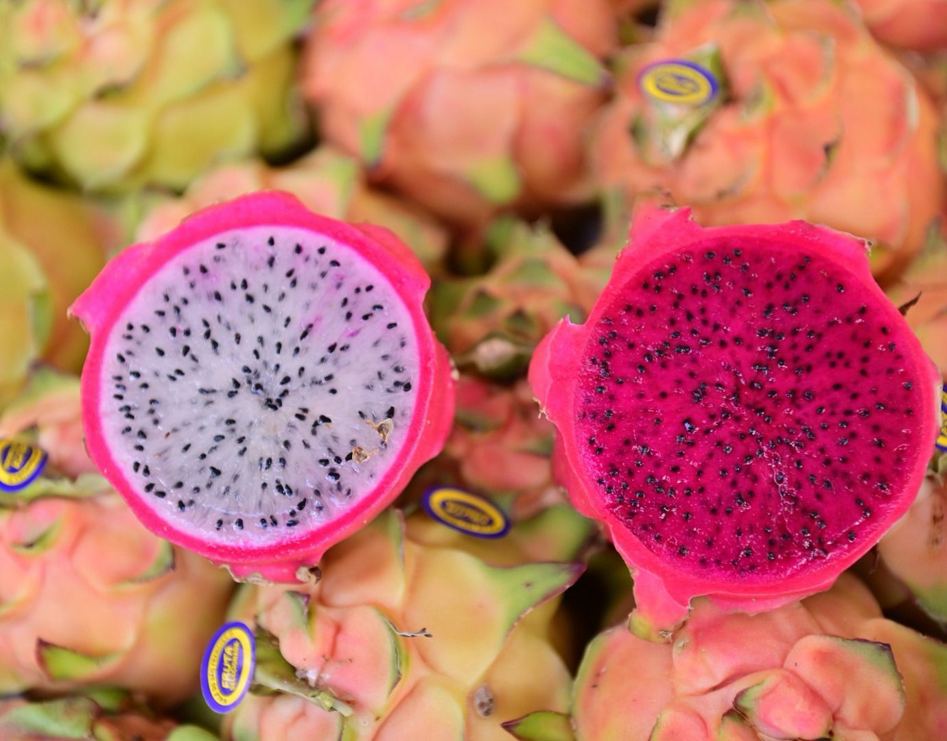 Venda de pitaya em Juazeiro: comercialização no Ceasa chega 5,5 mil kg por mês