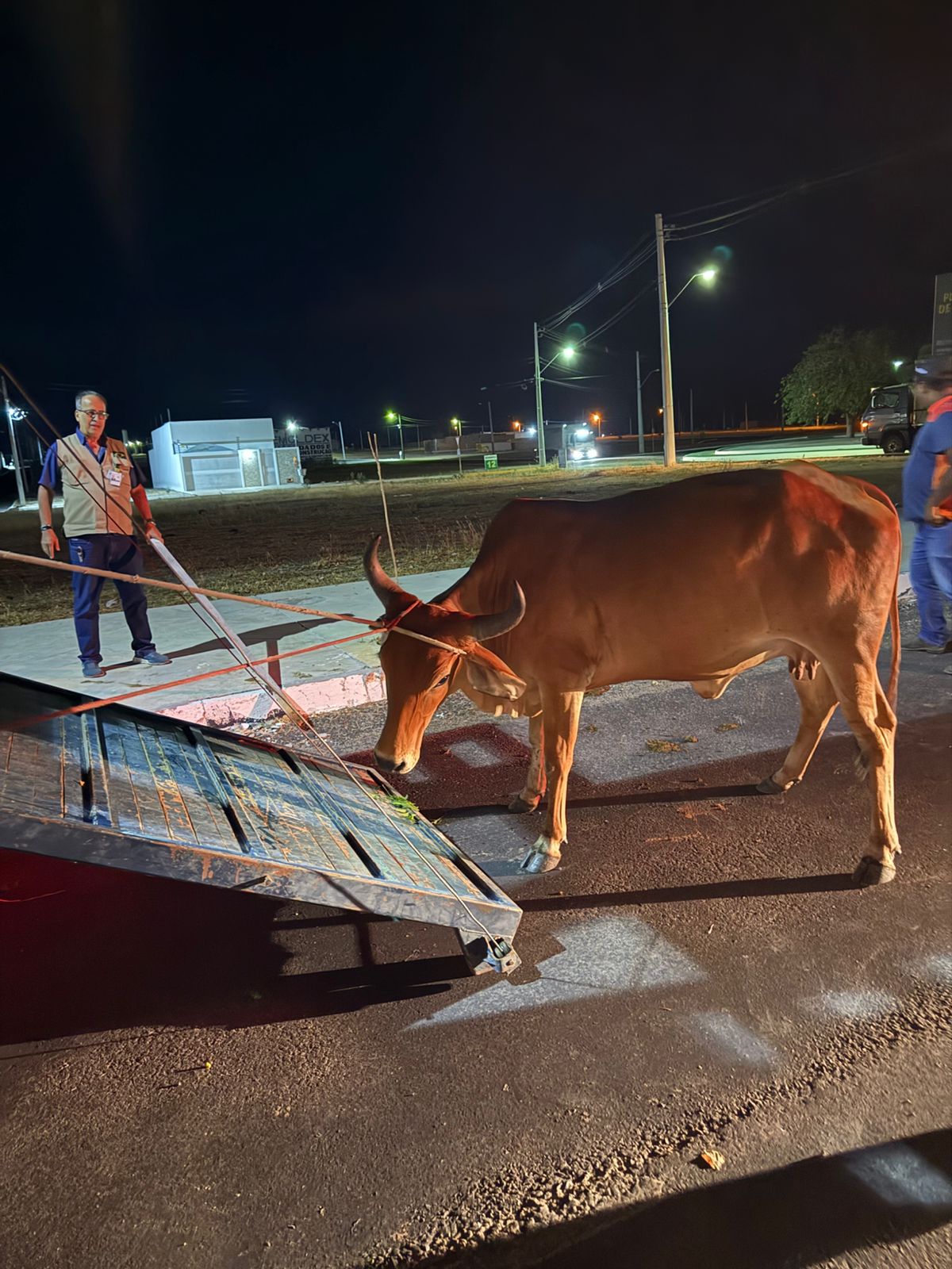 Prefeitura de Juazeiro realiza operação integrada para apreensão de animais soltos e reforça segurança viária