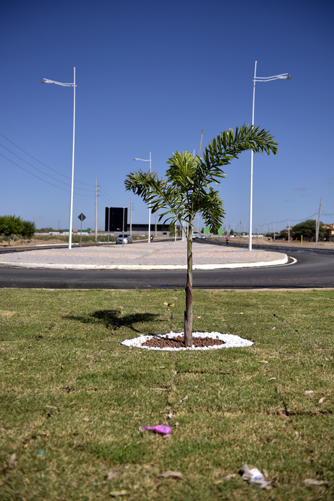 Paisagismo na BA-210 embeleza trecho duplicado e iluminado, valorizando entrada de Juazeiro