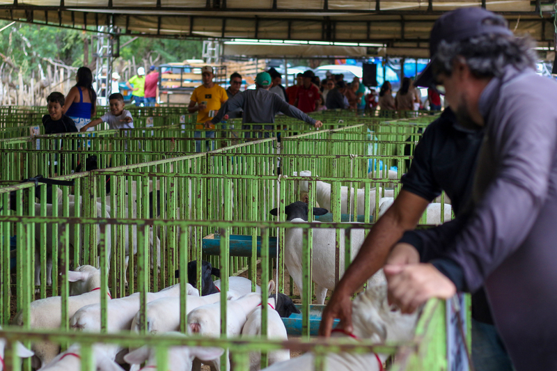 Feira do Bode de Pinhões celebra tradição e impulsiona a economia rural com grande público no fim de semana