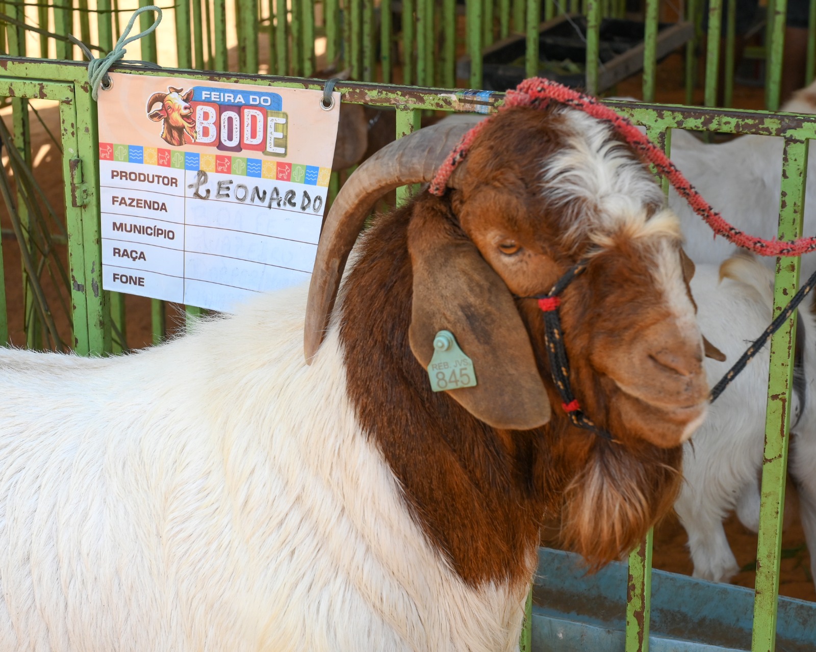 16ª Feira do Bode de Massaroca reuniu mais de 300 animais e contou com shows, serviços ao público e artesanato durante o fim de semana