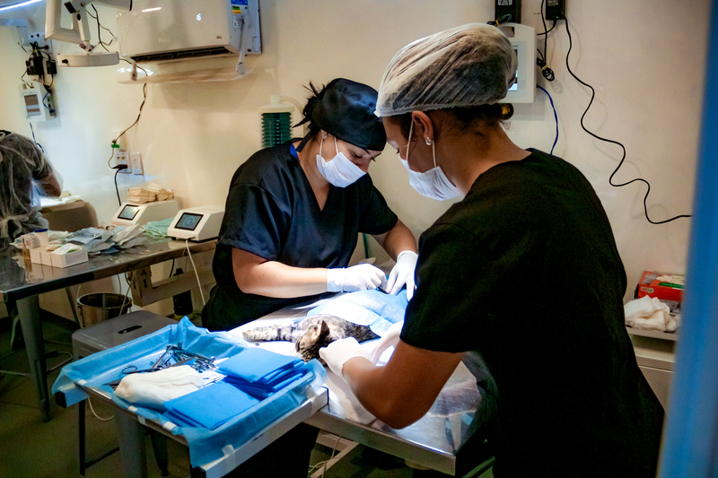 Prefeitura de Juazeiro inicia castrações e microchipagens gratuitas de cães e gatos em ação inédita no município